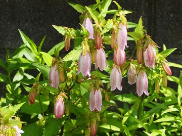 P524_ホタルブクロ