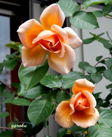 60.ジュリア(HT)_Up