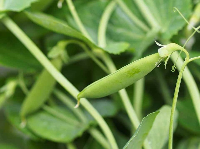 さやえんどう_4.18
