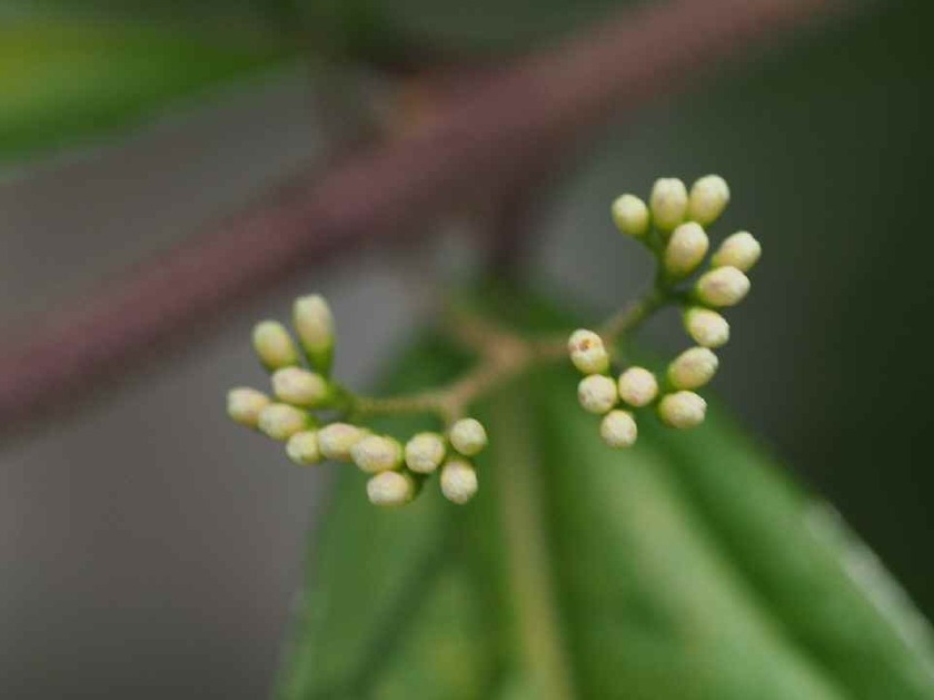 紫式部(蕾)_7.12