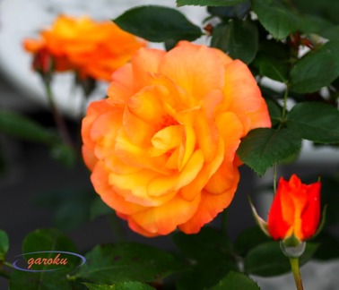 3.アンネの薔薇_黄色～黄金へ( 優しさ)