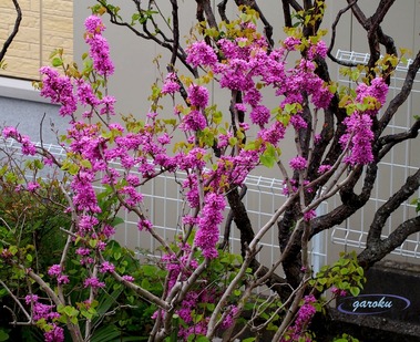 01.ハナズオウ_P4204858