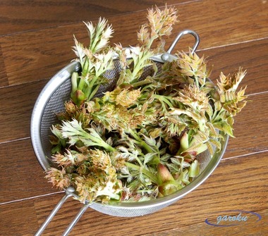 タラの芽の収穫_4.06