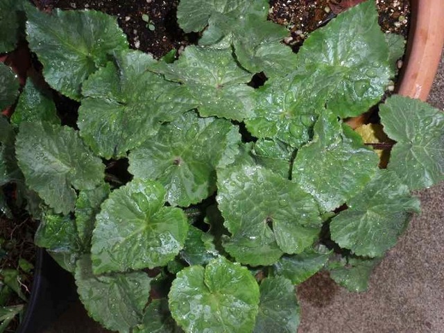 大判草の葉_4.28