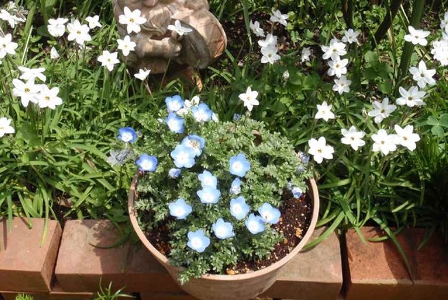 ネモフィラとハナ二ラ_4.19