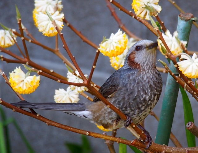 蜜を吸うa