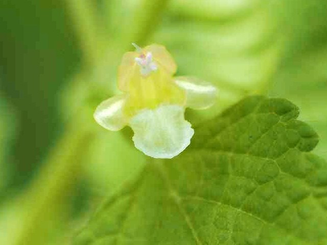 レモンバーム_7.12