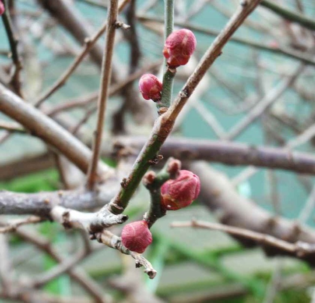紅梅_1.27
