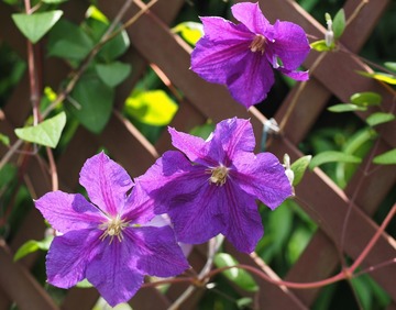 P524_クレマチス