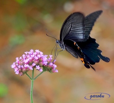 01.クロアゲハ