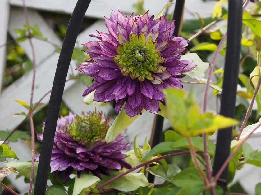 Clematis 'florida Viennetta'_ '12 5.20