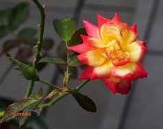 06.チャールストン(FL)