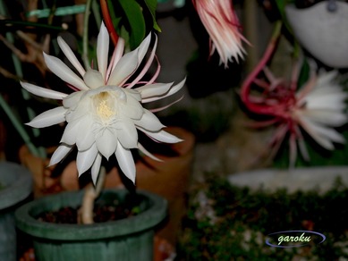 PB054086