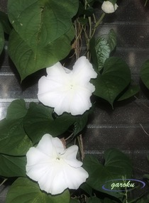 6.夕顔