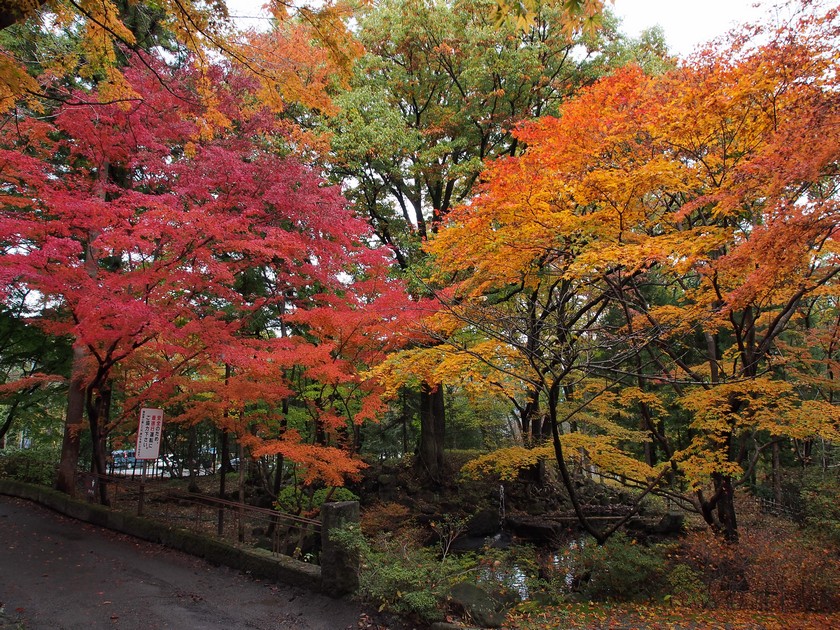 記念館前の紅葉