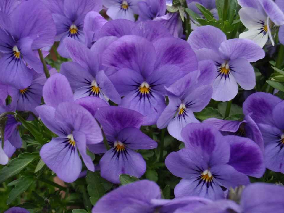 雅勒の散歩路 春の紫花