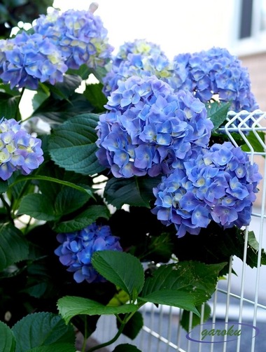 05.西洋紫陽花_6.06