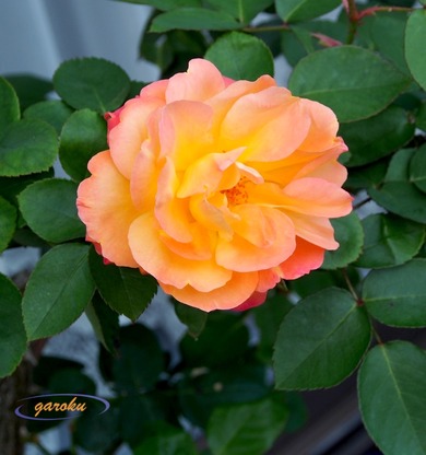 4.アンネの薔薇_黄金