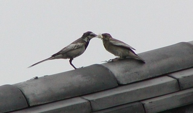 セグロセキレイ_'03.7.04-a