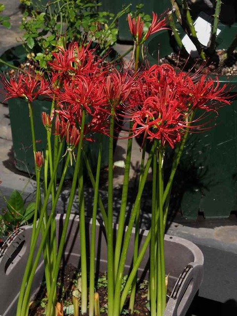 曼珠沙華_10.04