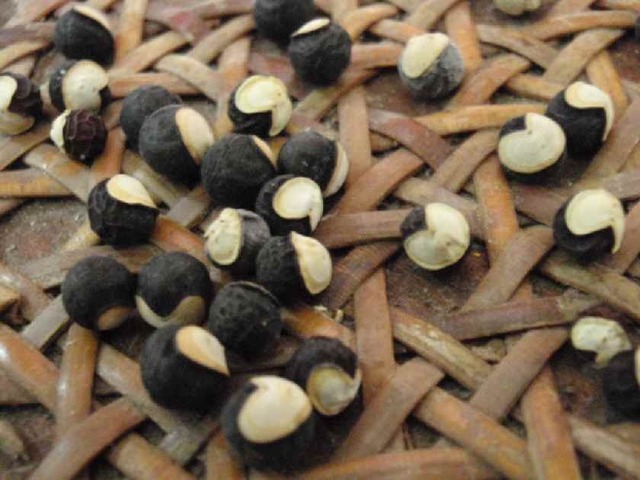 フウセンカズラ_10.30