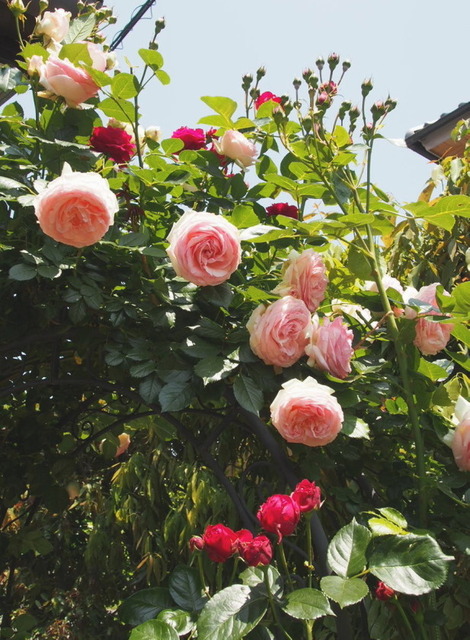 Pierre de Ronsard_6.04-0116