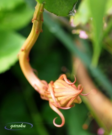 月下美人(蕾)_7.13