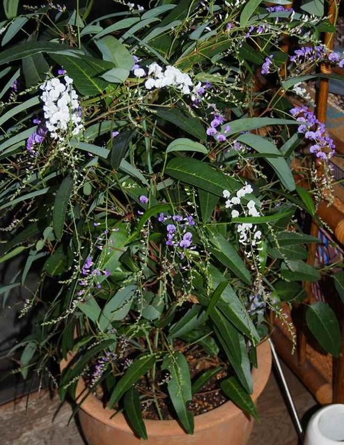 HardenBergia_12.17