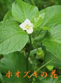 2.鬼灯の花