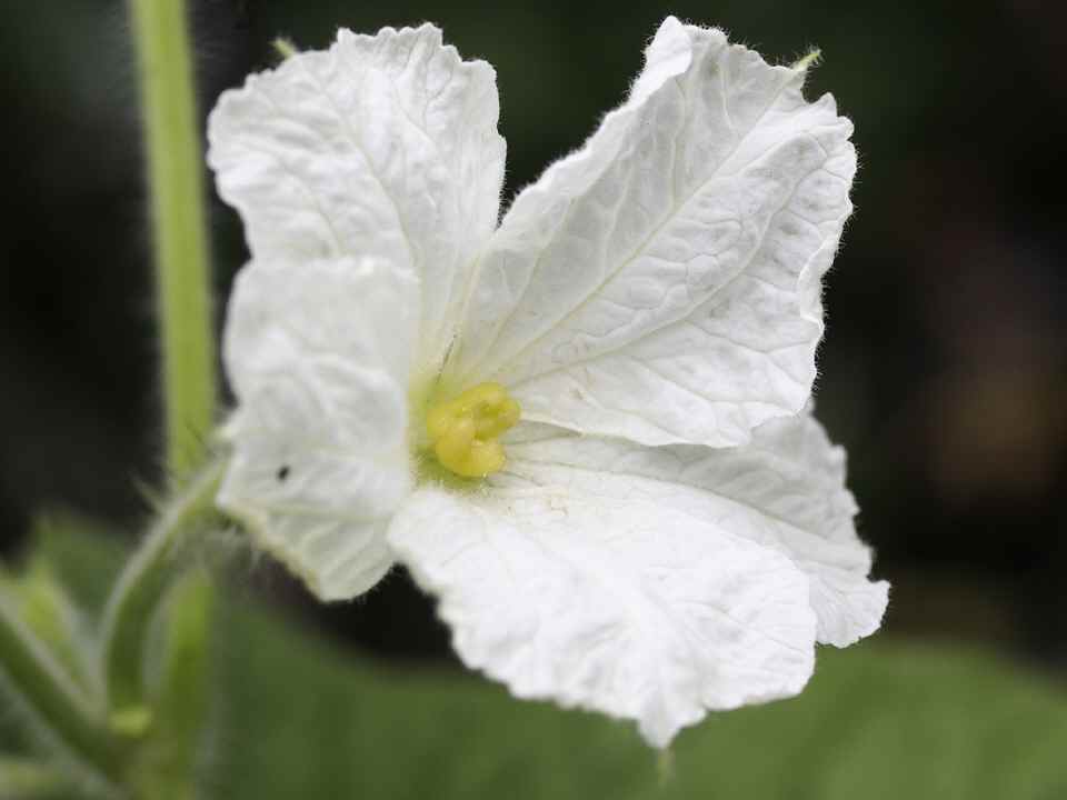 雅勒の散歩路 瓢箪から