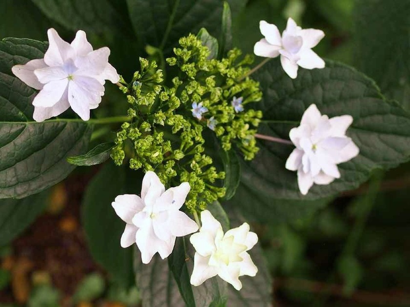 墨田の花火_7.03