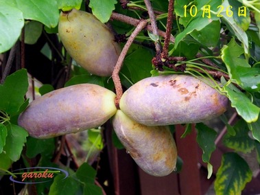 3.ミツバアケビ