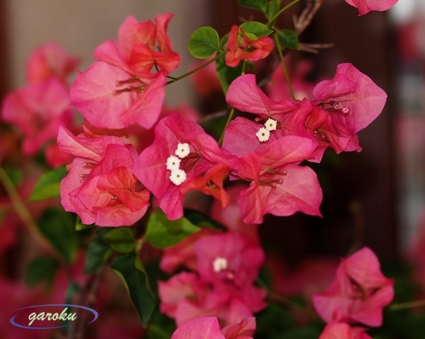 ブーゲンビリア_a