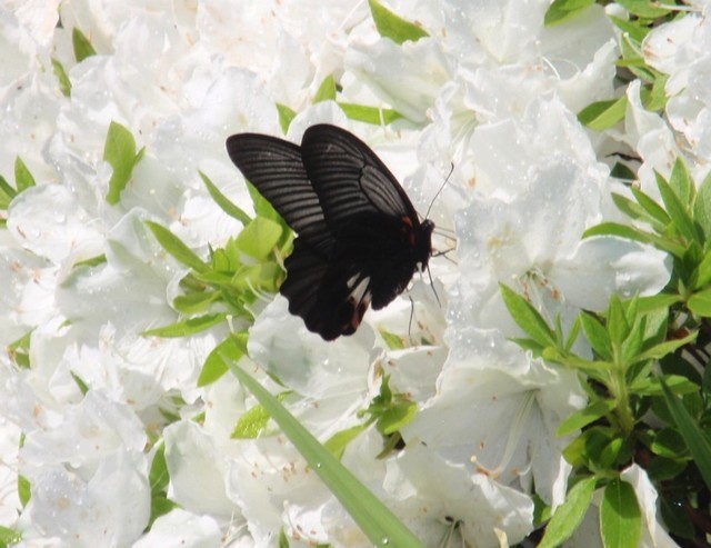 P5210075