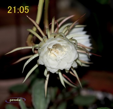 5.月下美人_開花