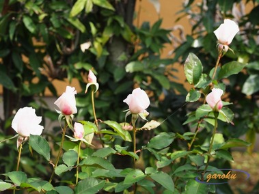 10.タイタニック(HT)_11.05