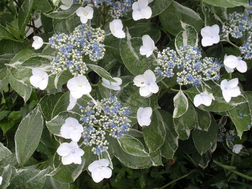 6月の紫陽花(斑入り)