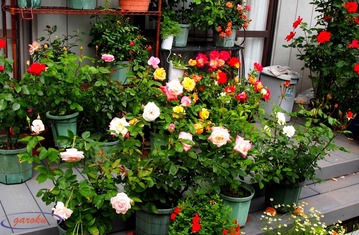 00.ベランダの薔薇