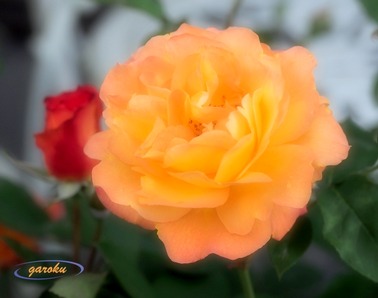 4.黄色～黄金色は 優しさ_2