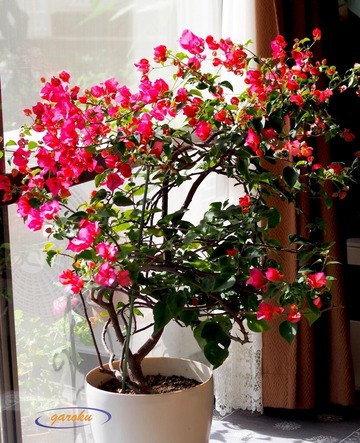 2.ブーゲンビリア_11月