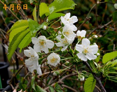 3.桜(ナポレオン)_4.06