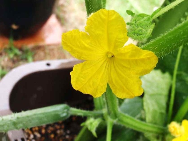 キュウリの花