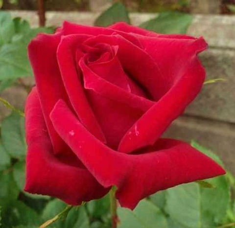 アンクル ウォータ