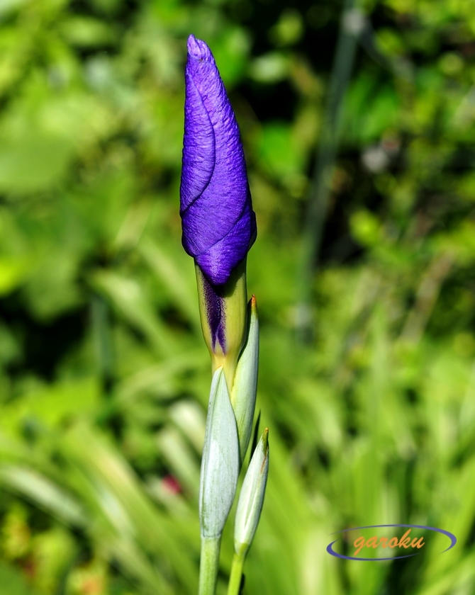 花菖蒲