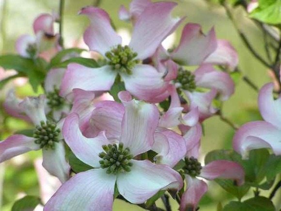 ハナミズキ_花  ４月