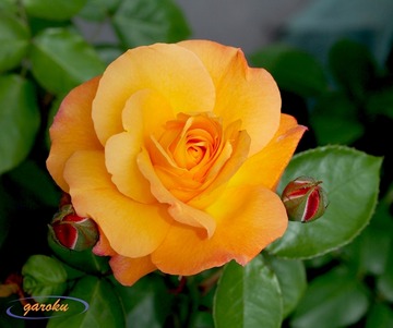 30.アンネの薔薇(FL)_Up