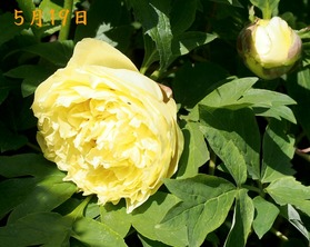 15.牡丹_5.04