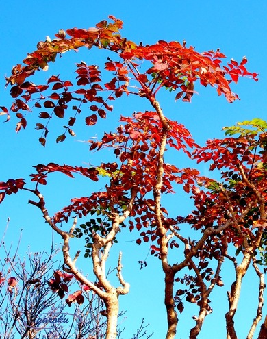 1.タラの芽の紅葉