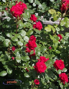 50.アンクルウォルター(HT)