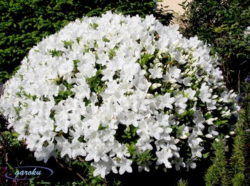 2.白ツツジの玉作り